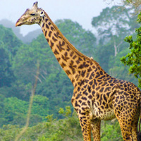Slider Img